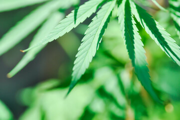 CANNABACEAE, Cannabis indica Lam or Cannabis sativa L or Cannabis sativa subsp or indica or  Small and Cronquist or Cannabis sativa L