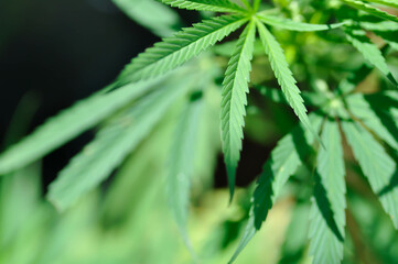 CANNABACEAE, Cannabis indica Lam or Cannabis sativa L or Cannabis sativa subsp or indica or  Small and Cronquist or Cannabis sativa L