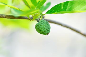 Custard Apple, Sugar Apple or Sweet Sap or Annona Squamosa linn or ANNONACEAE or Sugar Apple seed