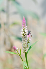 Celosia argentea , Cocks comb or Foxtail amaranth or pink flower or AMARANTHACEAE