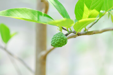 Custard Apple, Sugar Apple or Sweet Sap or Annona Squamosa linn or ANNONACEAE or Sugar Apple seed