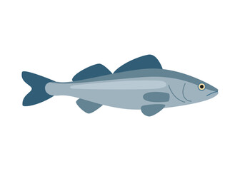 Pikeperch fish, marine zander, seabass, seafood and underwater color animal. Water delicacy, gourmet. Fishing. Vector illustration isolated