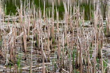 Dried Cattail Reeds In The Marsh In Spring
