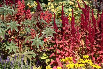 Bright sunny autumn day. A fragment of a big flower bed in a botanical garden. The amaranthus and a...