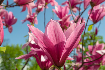 Gentle pink Magnolia soulangeana Flower on a twig blooming against clear blue sky at spring