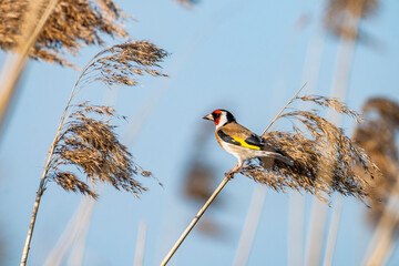 Kolorowy szczygieł siedzący na trzcinie. Barwny ptak z grupy łuszczaków w swoim naturalnym środowisku. - obrazy, fototapety, plakaty