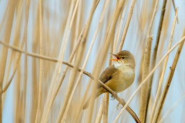 Śpiew godowy trzcinniczka. Niewielki ptak siedzący na trzcinie wśród stawów, jezior i rzek. ...