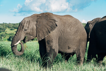 Photo of Elephant on the river side while on a safari in Chobe National Park in Botswana. 