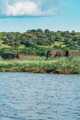 SafariElephants face to face with hippopotamus along the river on safari in Chobe National Park in Botswana. 