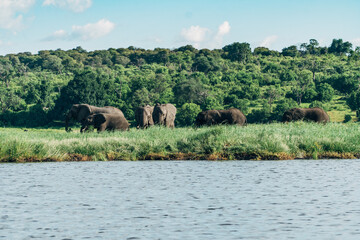 Fototapeta na wymiar Photo of Elephant on the river side while on a safari in Chobe National Park in Botswana. 