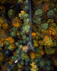Autumn Forest © pizgacz