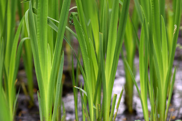 Fototapeta na wymiar green grass background