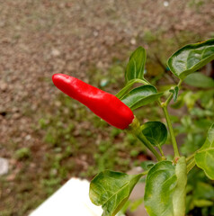 Red hot chilli pepper on the green leaf