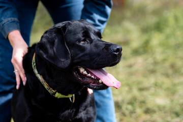 Adult black labrador retriever sitting in the field. Close up portrait of a big black dog. Domestic animal.  The dog is in the park