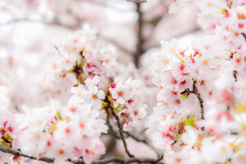 Obraz premium Beautiful Japanese Sakura flowers cherry blossom blooming at Sakura garden in Japan.