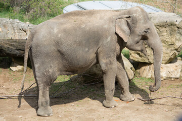 elephants in the zoo and wildlife