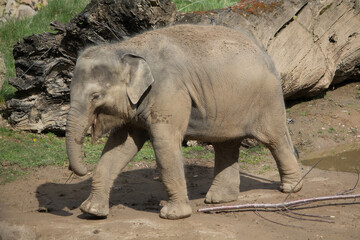 Fototapeta premium elephants in the zoo and wildlife