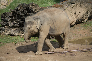 Fototapeta premium elephants in the zoo and wildlife