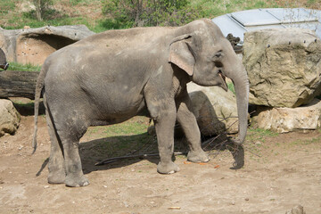Fototapeta premium elephants in the zoo and wildlife