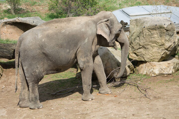 Fototapeta premium elephants in the zoo and wildlife