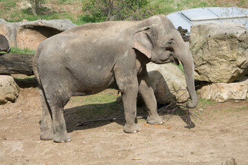 Fototapeta premium elephants in the zoo and wildlife