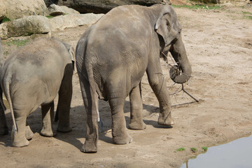 Naklejka premium elephants in the zoo and wildlife