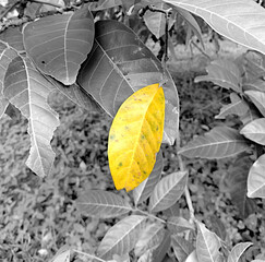 Yellow leaf over gray leaves foliage as natural background. Trendy colors