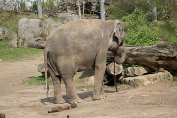 Naklejka premium elephants in the zoo and wildlife