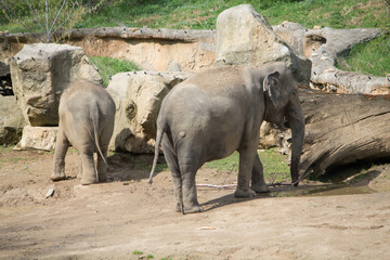 Fototapeta premium elephants in the zoo and wildlife