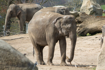 Fototapeta premium elephants in the zoo and wildlife