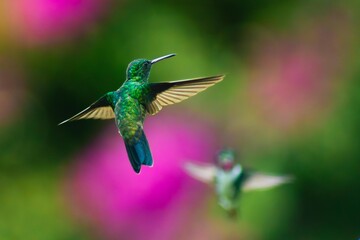 Colibrí © rianrelo