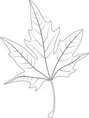 Simple leaf example. Palmately lobed leaf. Platanus. Simple leaf with palmate venation. Black and white illustration.