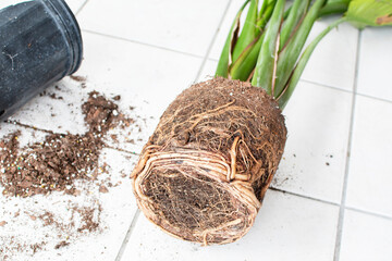 Root-bound house plant. Repotting house plant. Repotting bird of paradise house plant. The tight...