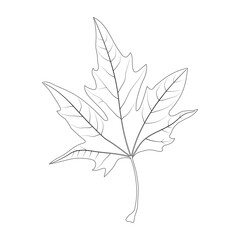 Simple leaf example. Palmately lobed leaf. Platanus. Simple leaf with palmate venation. Black and white illustration.