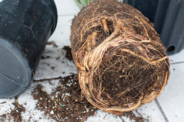 Root-bound house plant. Repotting house plant. Repotting bird of paradise house plant. The tight...