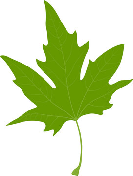 Simple leaf example. Palmately lobed leaf. Platanus. Simple leaf with palmate venation.
