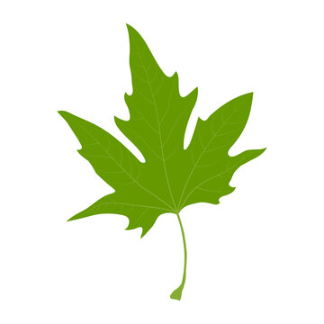 Simple leaf example. Palmately lobed leaf. Platanus. Simple leaf with palmate venation.