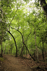 footpath in the forest