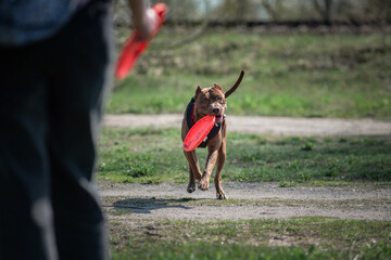 A beautiful purebred pit bull terrier on an outdoor walk.