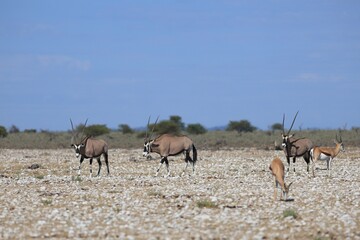 Naklejka na ściany i meble Oryx antelopes in the wild of Etosha National Park in Namibia