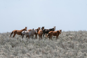 Caballos en campo con tonos plateados y grises mirando hacia el fotógrafo