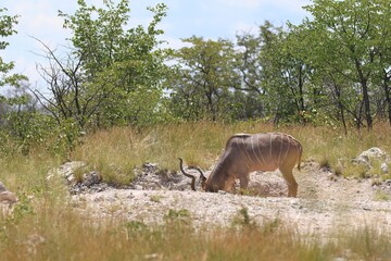 Kudu bull in the wild of Etosha National Park, Namibia