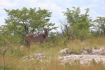Kudu bull in the wild of Etosha National Park, Namibia