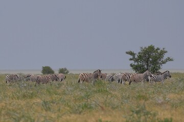 herd of zebras in the wild of etosha