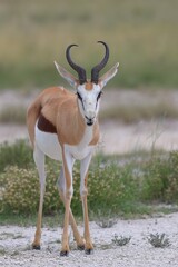 springbok in the wild of etosha
