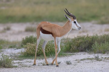 springbok in the wild of etosha