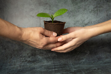 Hands of adult and child hold peat pot with green sprout of plant. Ecological problems. Enviroment protection