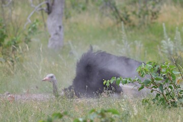 ostrich shaking in the dust of etosha, namibia