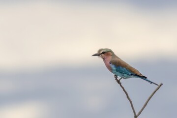 lilac-breasted roller perching on a twig in etosha national park