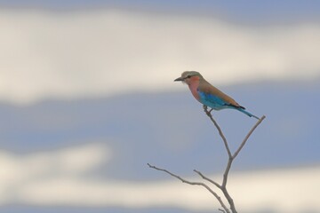 lilac-breasted roller perching on a twig in etosha national park